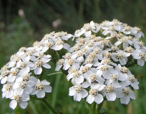 500+ White Yarrow Summer Flower Seeds- Yarrow White Wildflower- ACHILLEA MILLEFOLIUM- Beautiful and Medicinal-Common Yarrow--B421