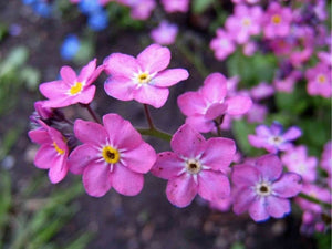 100+ Alpine Forget me not Pink Flower Seeds -Myosotis sylvatica- MYOSOTIS ALPESTRIS-B426