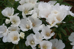 50+ White Godetia  Flower Seeds- Grace White Godetia- Godetia Grandiflora - Farewell To Spring Flower-Graceful White Annual-B431
