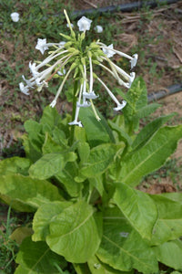 500+ Nicotiana Tobacco Seeds-- Flowering Jasmine  Tobacco--NICOTIANA ALATA-Perfect Fragrance-Great Annual-B632