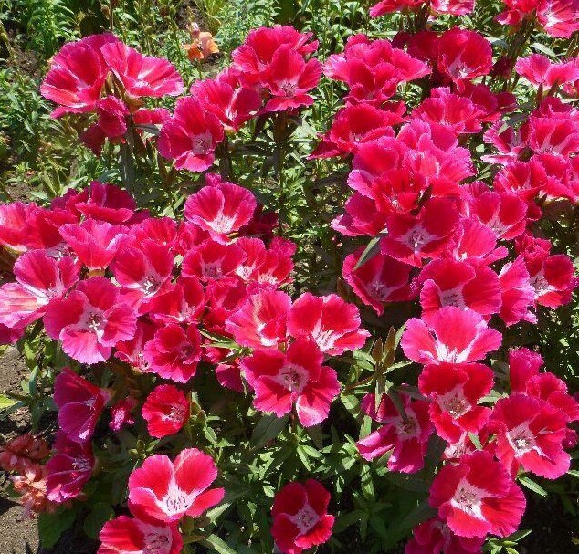 50+  Red Godetia Grandiflora Flower Seeds-Farewell to Spring Flower-Red Azaelaflora Meteor- Quick Blooming Sweet Red Annual---B433