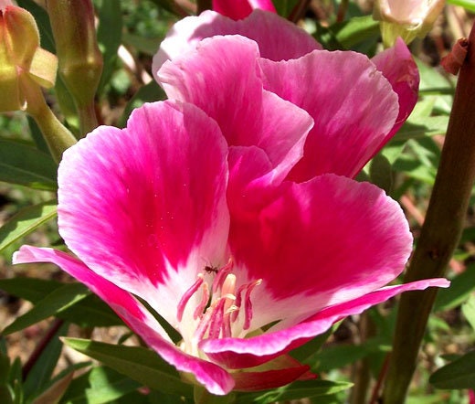 50+  Red Godetia Grandiflora Flower Seeds-Farewell to Spring Flower-Red Azaelaflora Meteor- Quick Blooming Sweet Red Annual---B433