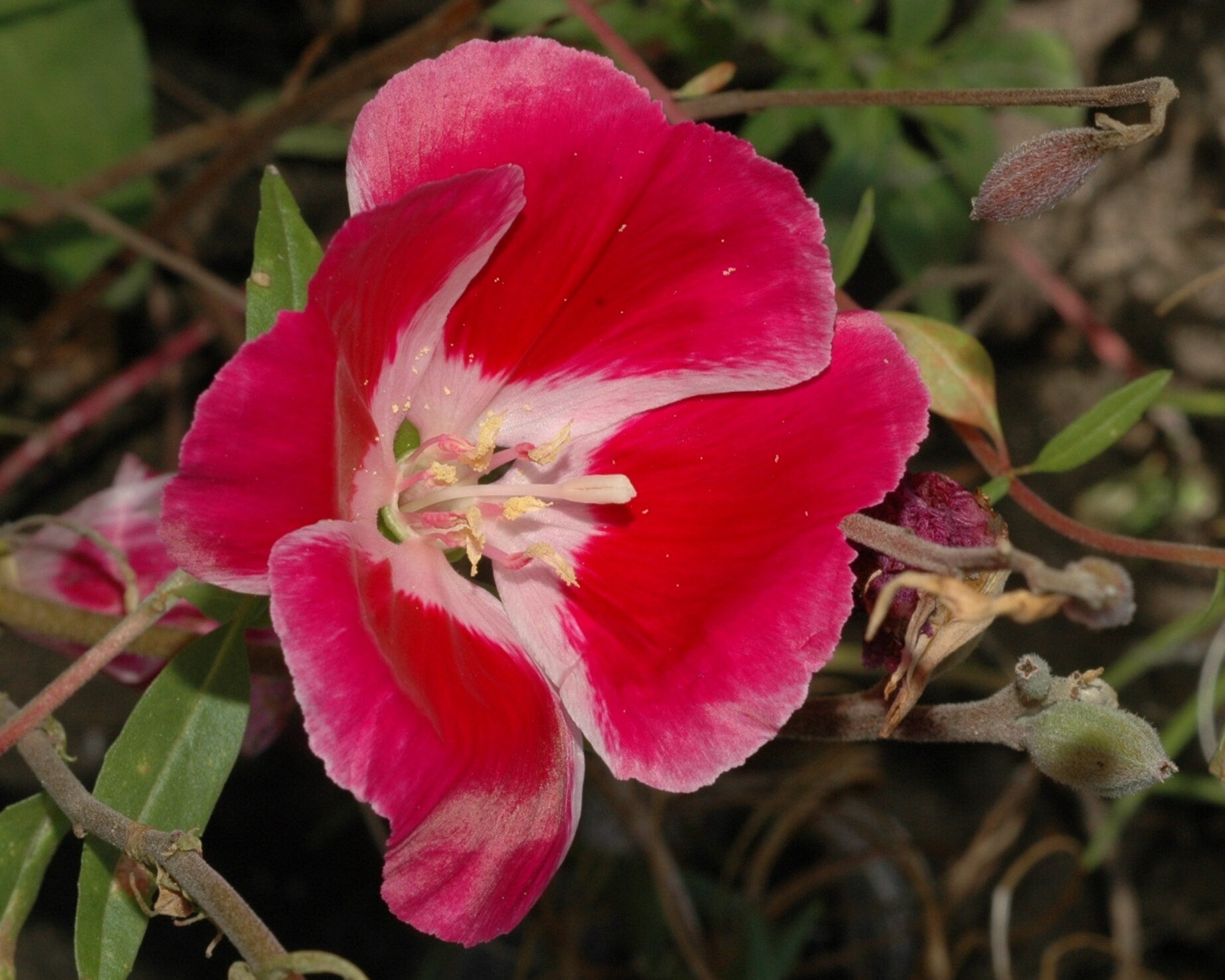 50+  Red Godetia Grandiflora Flower Seeds-Farewell to Spring Flower-Red Azaelaflora Meteor- Quick Blooming Sweet Red Annual---B433