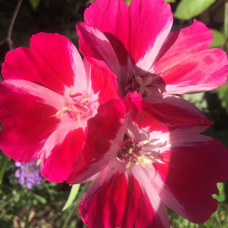 50+  Red Godetia Grandiflora Flower Seeds-Farewell to Spring Flower-Red Azaelaflora Meteor- Quick Blooming Sweet Red Annual---B433