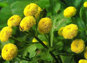 100+ Rare Snowball and Goldball  Chrysanthemum Mix  Flower Seeds--Chrysanthemum Tanacetum Parthenium-Perfect Perennial Mix--B634