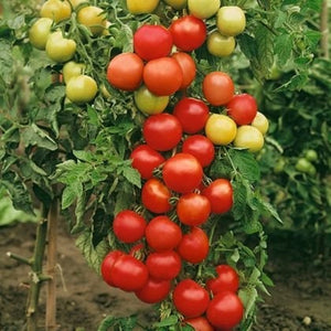 50+  Money Maker Tomato Seeds- -SOLANUM LYCOPERSICUM- Non GMO (Heirloom Variety) Enjoy Deep Red Sweet Tomatoes--A095