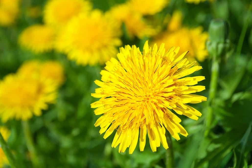 100+Organic Dandelion Seed-Non GMO Taraxacum Dandelion-Great for Salad and Teas with Lots of Beneficial Nutrients-Taraxacum Officinalis-G038