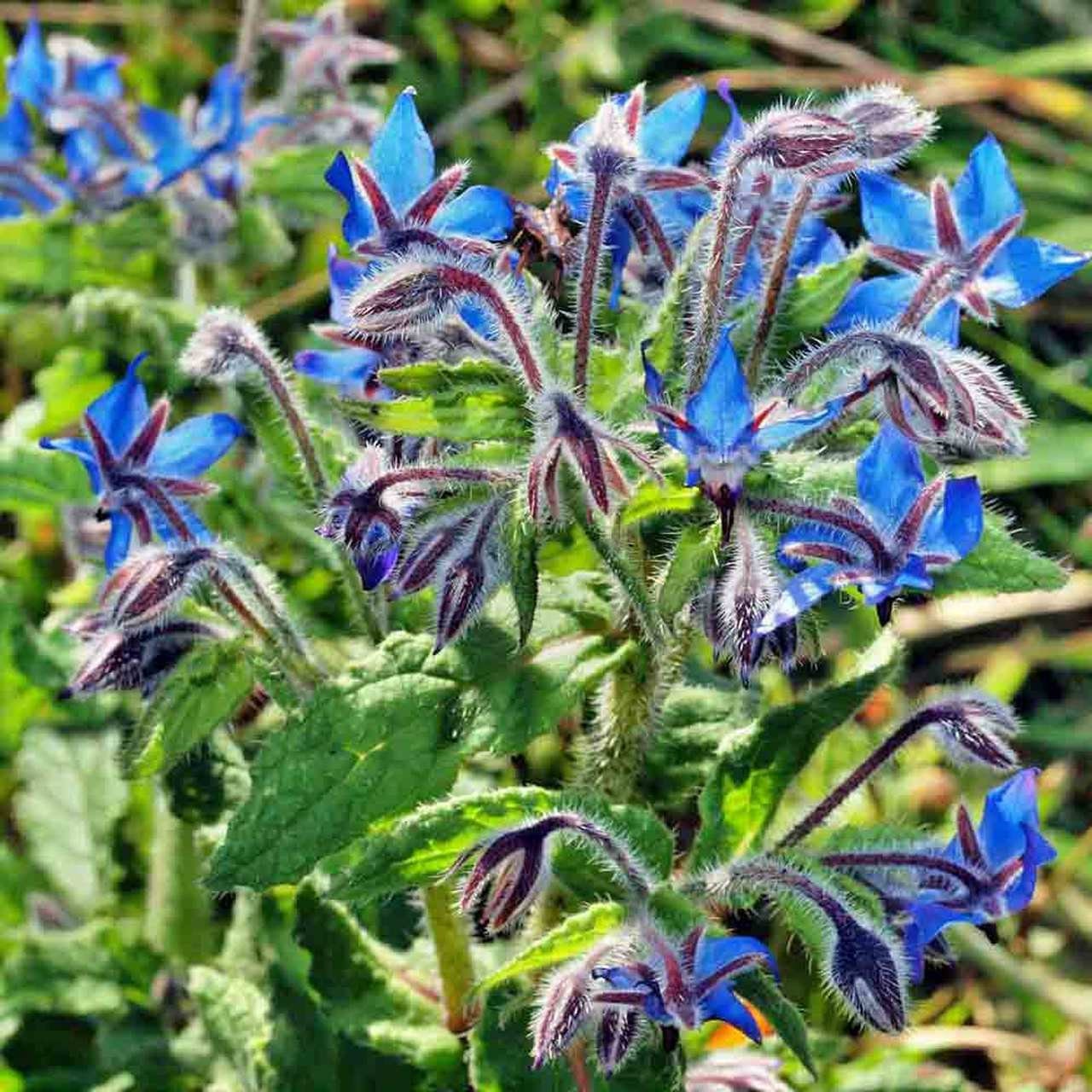 100+ Borage Herb Seeds- Non GMO- Herb-Heirloom Variety-Borago Officinalis--Highly Beneficial and Medicinal Annual--G039