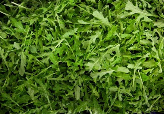 200+  Organic Arugula Herb Seeds- Eruca Sativa- Non GMO-Italian Cress-Rich, Tasty and  Peppery Vegetable--G040