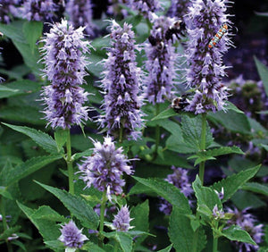 50+ Giant Hyssop Lavender Seeds-Agastache Mexicana Lavender Blue-Award Winner-Attracts Hummingbirds and Butterflies-Excellent Perennial-B436