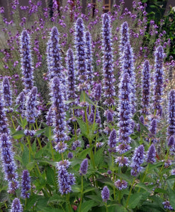 50+ Giant Hyssop Lavender Seeds-Agastache Mexicana Lavender Blue-Award Winner-Attracts Hummingbirds and Butterflies-Excellent Perennial-B436