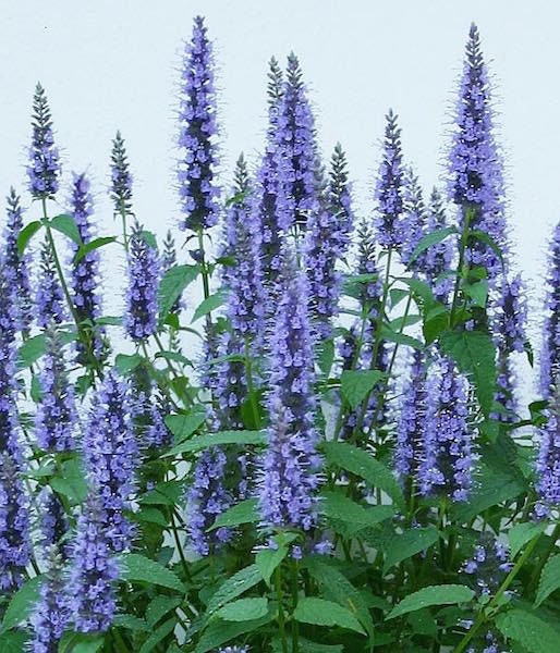 50+ Giant Hyssop Lavender Seeds-Agastache Mexicana Lavender Blue-Award Winner-Attracts Hummingbirds and Butterflies-Excellent Perennial-B436