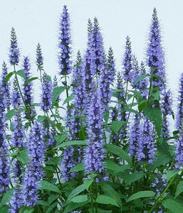 50+ Giant Hyssop Lavender Seeds-Agastache Mexicana Lavender Blue-Award Winner-Attracts Hummingbirds and Butterflies-Excellent Perennial-B436