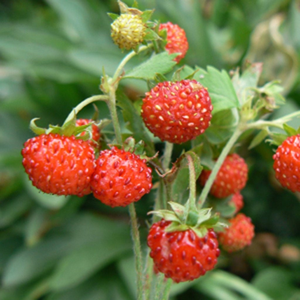 100+Organic Wild Strawberry Seeds- FRAGARIA VESCA -European Strawberry-Baron Strawberry-Woodland Strawberry- Sweet Perennial  Fruit--D022