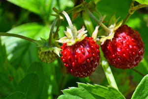 100+Organic Wild Strawberry Seeds- FRAGARIA VESCA -European Strawberry-Baron Strawberry-Woodland Strawberry- Sweet Perennial  Fruit--D022