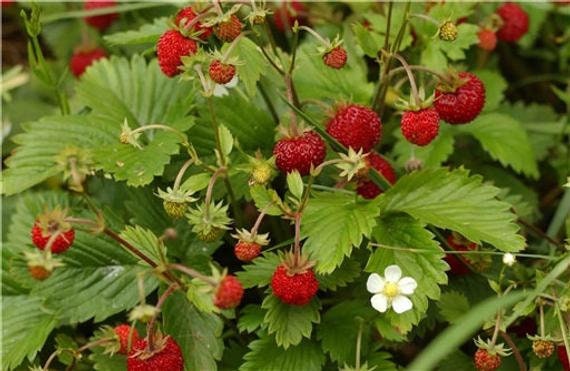 100+Organic Wild Strawberry Seeds- FRAGARIA VESCA -European Strawberry-Baron Strawberry-Woodland Strawberry- Sweet Perennial  Fruit--D022