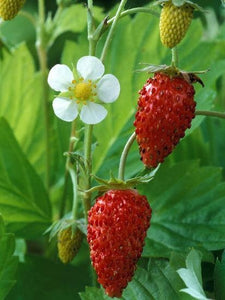 100+Organic Wild Strawberry Seeds- FRAGARIA VESCA -European Strawberry-Baron Strawberry-Woodland Strawberry- Sweet Perennial  Fruit--D022