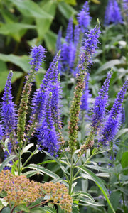 30+ Veronica Spicata Flower Seeds- Violet-Blue Spiked Speedwell-Deer Resistant-Attracts bees,butterflies and birds-Herbaceous Perennial-B437