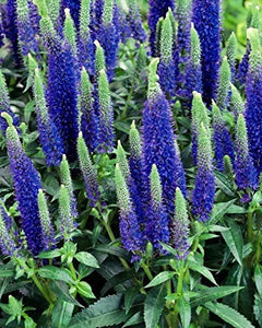 50+ Veronica Spicata Seeds-Herbaceous Perennial- Violet-Blue Spiked Speedwell-Deer Resistant-Attracts bees,butterflies and birds--B637