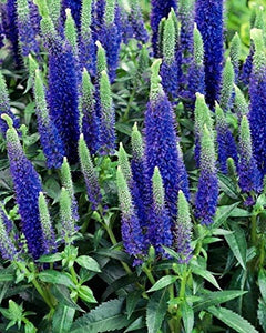 30+ Veronica Spicata Flower Seeds- Violet-Blue Spiked Speedwell-Deer Resistant-Attracts bees,butterflies and birds-Herbaceous Perennial-B437