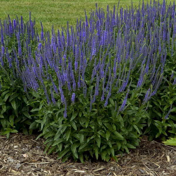 30+ Veronica Spicata Flower Seeds- Violet-Blue Spiked Speedwell-Deer Resistant-Attracts bees,butterflies and birds-Herbaceous Perennial-B437