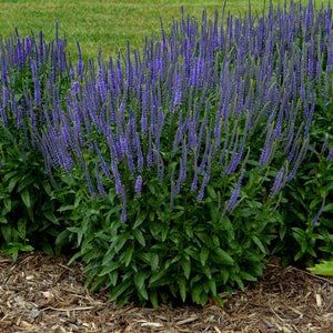 30+ Veronica Spicata Flower Seeds- Violet-Blue Spiked Speedwell-Deer Resistant-Attracts bees,butterflies and birds-Herbaceous Perennial-B437