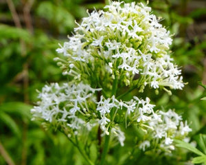 50+ White Jupiter's Beard Seeds-CENTRANTHUS RUBER ALBUS-Kiss-Me-Quick- Devil's Beard -Beautiful non-stop blooming Ornamental Perennial-B361