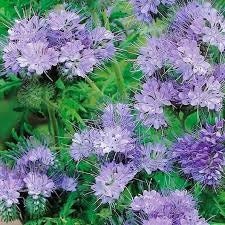 200+  Lacy Phacelia Flower Seeds-PHACELIA TANACETIFOLIA- Bee attracting Annual Wildflower--B365