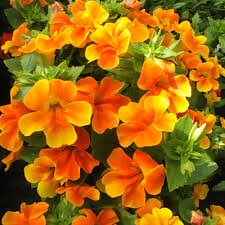 50+ Mimulus Orange Flower Seeds-MIMULUS AURANTIACUS-Monkey Flower-Angel Tiger Eye Flower- Mimulus -Funnel Shaped Annual -B371