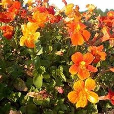 50+ Mimulus Orange Flower Seeds-MIMULUS AURANTIACUS-Monkey Flower-Angel Tiger Eye Flower- Mimulus -Funnel Shaped Annual -B371