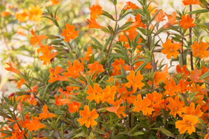 50+ Mimulus Orange Flower Seeds-MIMULUS AURANTIACUS-Monkey Flower-Angel Tiger Eye Flower- Mimulus -Funnel Shaped Annual -B371