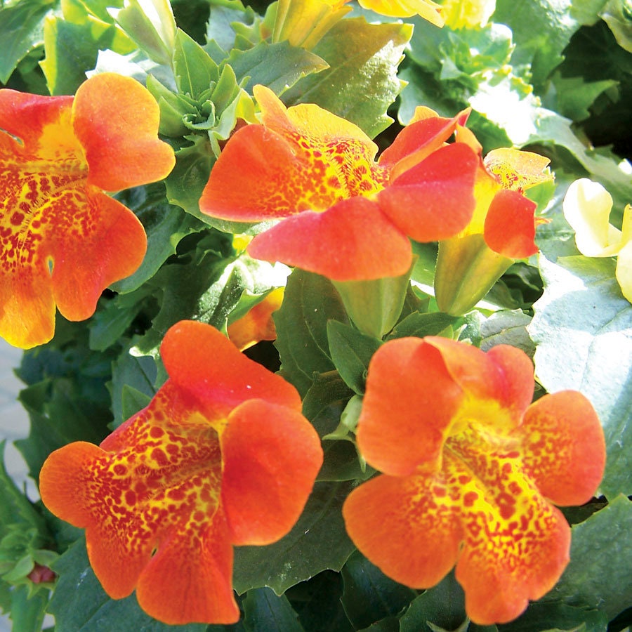 50+ Mimulus Orange Flower Seeds-MIMULUS AURANTIACUS-Monkey Flower-Angel Tiger Eye Flower- Mimulus -Funnel Shaped Annual -B371