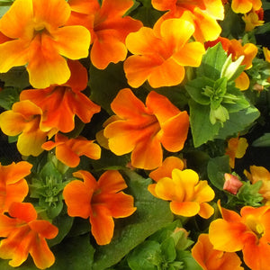 50+ Mimulus Orange Flower Seeds-MIMULUS AURANTIACUS-Monkey Flower-Angel Tiger Eye Flower- Mimulus -Funnel Shaped Annual -B371