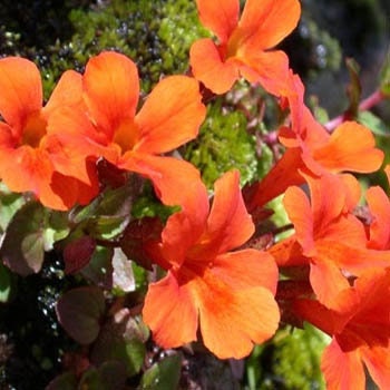 50+ Mimulus Orange Flower Seeds-MIMULUS AURANTIACUS-Monkey Flower-Angel Tiger Eye Flower- Mimulus -Funnel Shaped Annual -B371