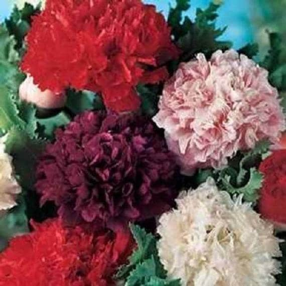 100+  Double Mix Peony Poppy Flower Seeds- PAPAVER PAEONIFLORUM-Opium Poppy- Breadseed Poppy- Showy Annual-B388