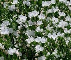 30+ Viper's Bugloss White Flower Seeds- Echium Plantagineum -Rare Biennial Flower -White Bedder- Echium Vulgare-Rare Biennial Flower-B391