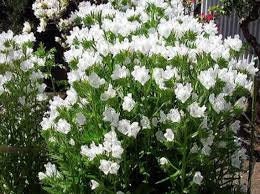 30+ Viper's Bugloss White Flower Seeds- Echium Plantagineum -Rare Biennial Flower -White Bedder- Echium Vulgare-Rare Biennial Flower-B391