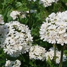 100+Lychnis Viscaria Snowstar Flower Seeds-Viscaria Splendens-Snowstar Viscaria-White Lychnis Viscaria-Sturdy Perennial-B394