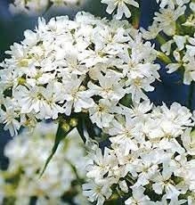 100+Lychnis Viscaria Snowstar Flower Seeds-Viscaria Splendens-Snowstar Viscaria-White Lychnis Viscaria-Sturdy Perennial-B394