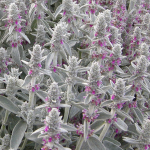 50+ Stachys Lamb Ear Flower Seeds- Stachys Byzantina -Stachys Lanata-Lamb Ear Flower-Spiky Purple Perennial-  Olympica--B397