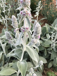 50+ Stachys Lamb Ear Flower Seeds- Stachys Byzantina -Stachys Lanata-Lamb Ear Flower-Spiky Purple Perennial-  Olympica--B397