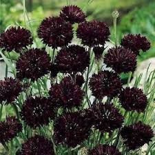 100 Black Peony Poppy Flower Seeds- Attractive and Beautiful