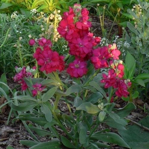 50+ Stock Crimson Flower Seeds-Ten Week Crimson-Matthiola Incana- Miracle Crimson- Sweet, Spicy Fragrance-Annual-B403