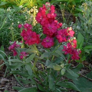 50+ Stock Crimson Flower Seeds-Ten Week Crimson-Matthiola Incana- Miracle Crimson- Sweet, Spicy Fragrance-Annual-B403