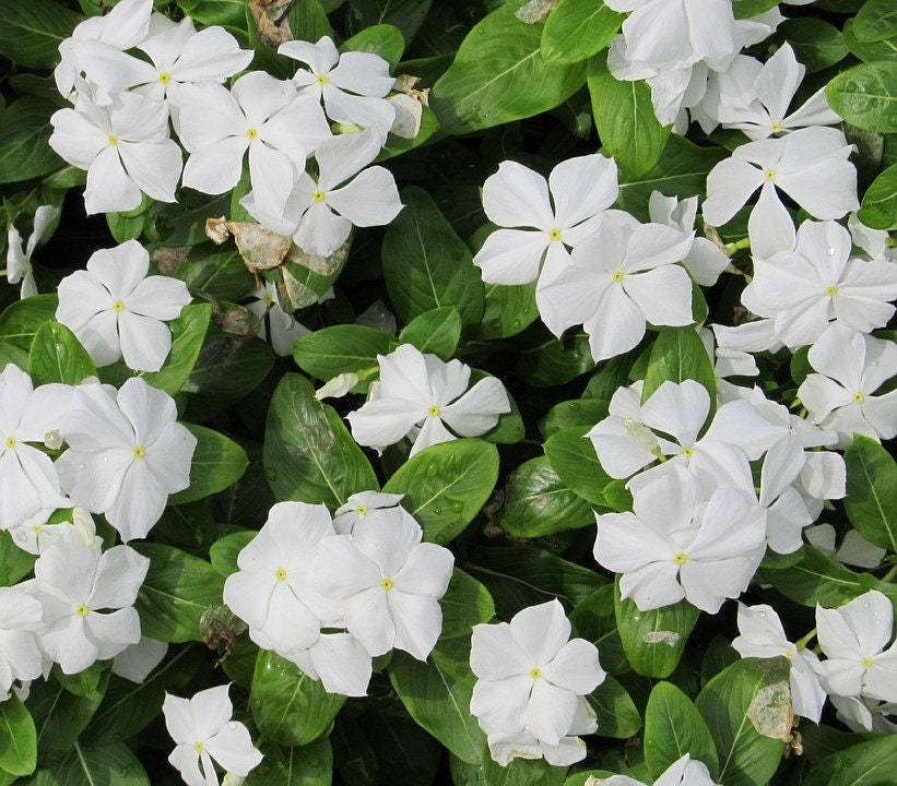 50+ Super White Mix  Shade Wildflower Seeds- White Shade Flowers- Super Beautiful white Wildflower Annuals-B607