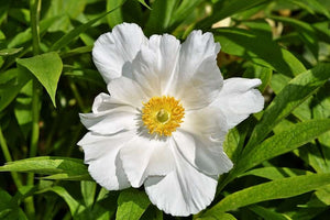 50+ Super White Mix  Shade Wildflower Seeds- White Shade Flowers- Super Beautiful white Wildflower Annuals-B607