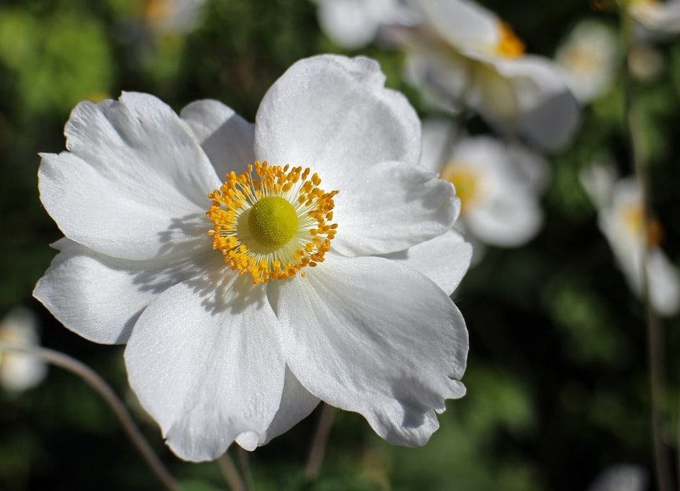 50+ Super White Mix  Shade Wildflower Seeds- White Shade Flowers- Super Beautiful white Wildflower Annuals-B607