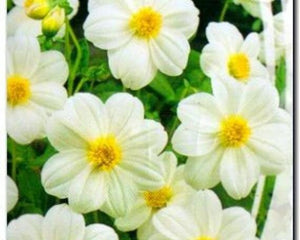 50+ Super White Mix  Shade Wildflower Seeds- White Shade Flowers- Super Beautiful white Wildflower Annuals-B607