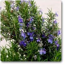 50+ Rosemary Herb Seeds-Rosemarinus Officinalis-Rich in Aroma-Culinary favorite that enhances many foods-Very Beneficial Perennial Herb-G034