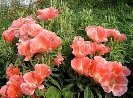 50+ Godetia Orange Flower Seeds- Orange Azaelaflora - Godetia Grandiflora- Orange Glory-Excellent Annual-Great for cutting-B441